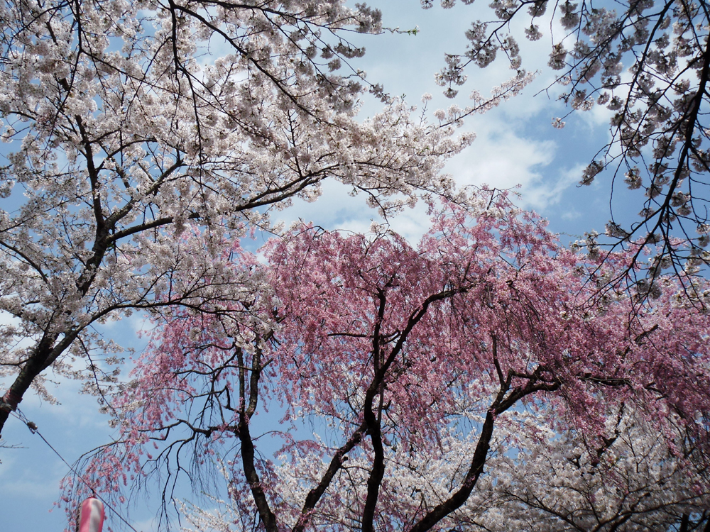 展勝地の桜
