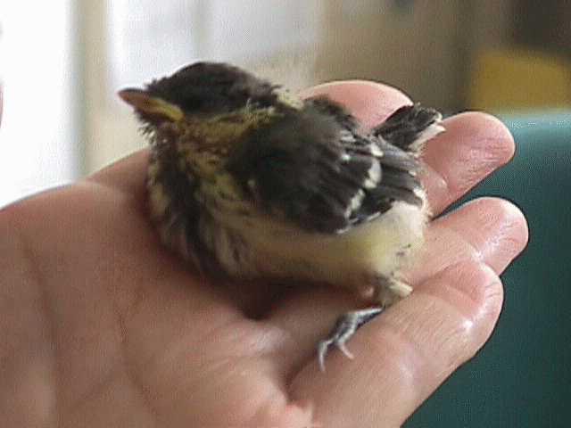 Vol.04「どな」(神奈川県横浜市:1999年頃)