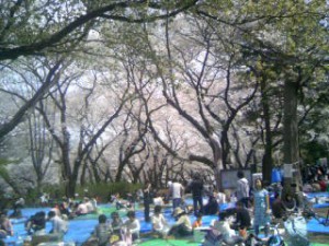 井の頭公園の花見の賑わい