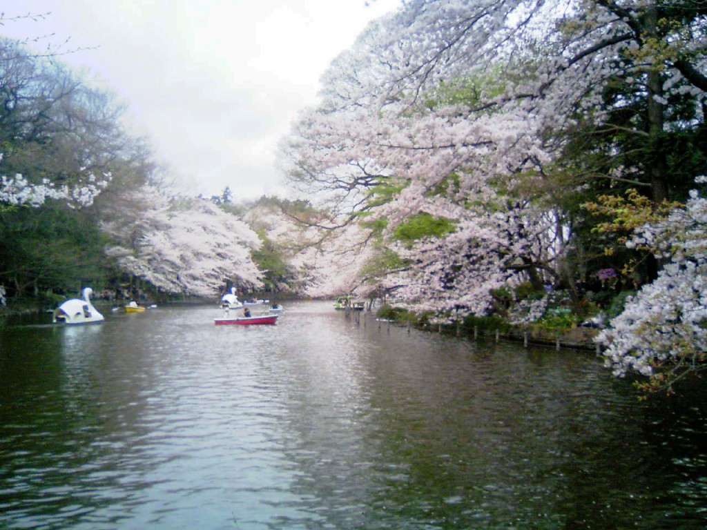 井の頭公園の桜