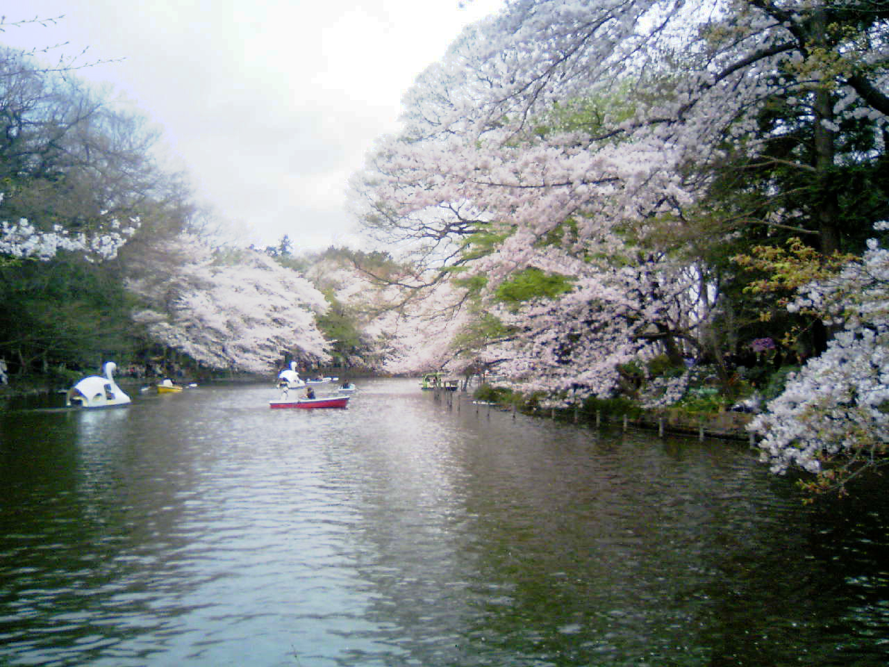 2007年のお花見