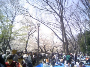 井の頭公園花見の賑わい　道がどっとこむ