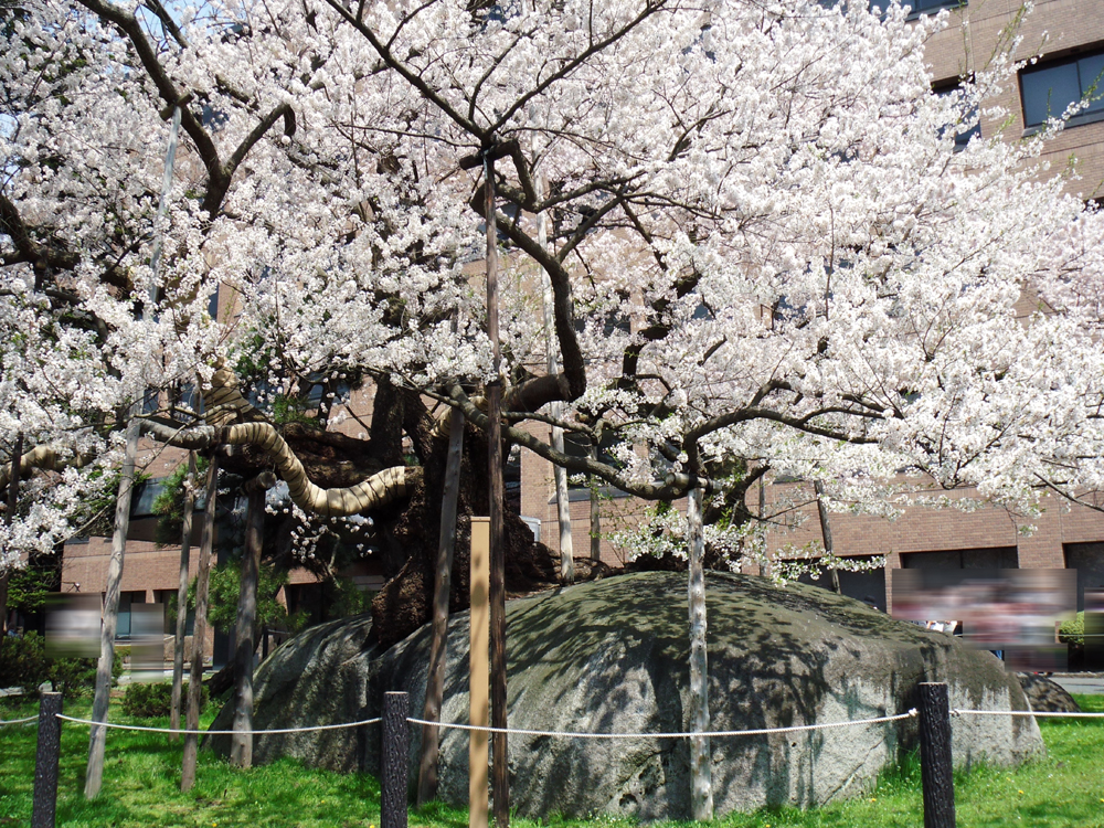 盛岡の桜(t@c@4f )