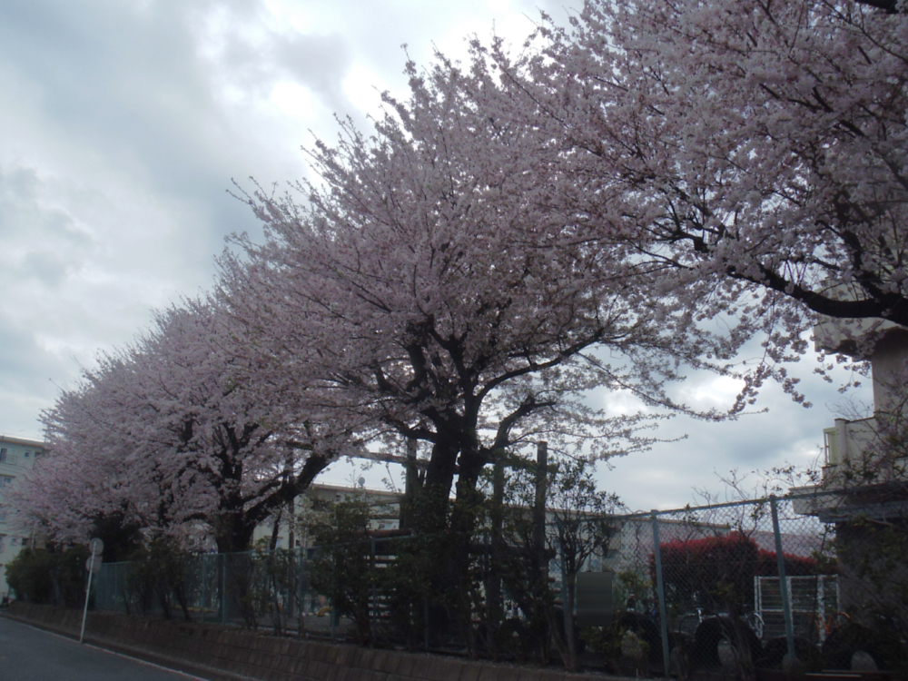 「秦野の桜」 in 2010