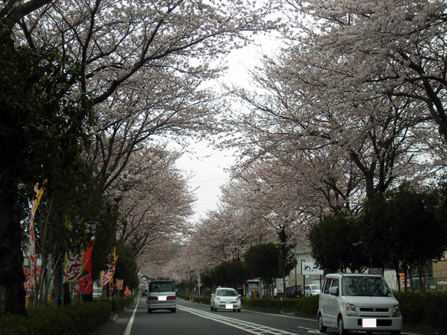 秦野の桜並木