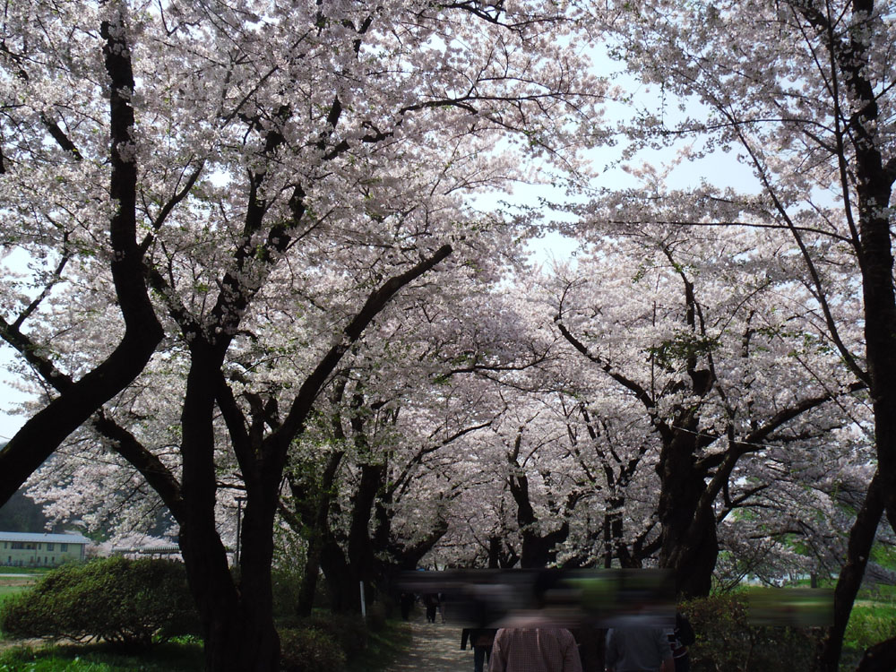 Vol.4 北上展勝地の桜(岩手県北上市) 2010.05