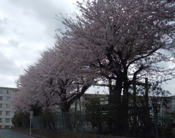 Vol.5 地元の桜2010.03