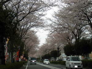 Vol.12「桜賑わうころ」<br />  (2009.4.5:神奈川県秦野市)