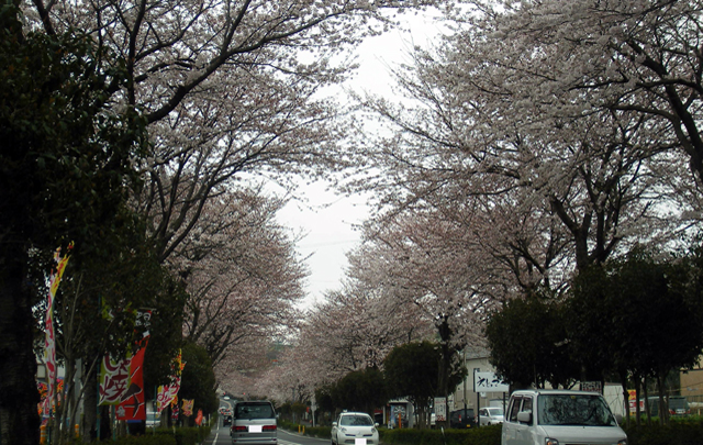Vol.12「桜賑わうころ」  (2009.4.5:神奈川県秦野市)