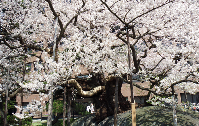 Vol.13 石割桜  (2010.5.3岩手県盛岡市)