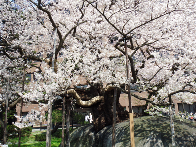 Vol.2 石割桜(岩手県盛岡市)  2010.05