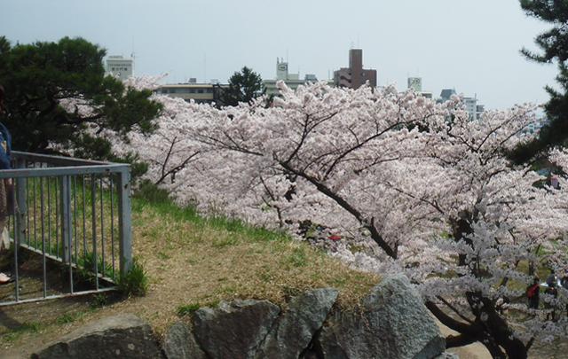 Vol.3 盛岡城の桜(岩手県盛岡市)　2010.05