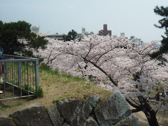 Vol.3 盛岡城の桜(岩手県盛岡市)　2010.05